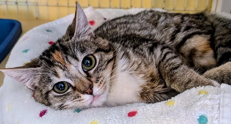A baby small-sized female Domestic Short Hair cat named Chipotle for adoption in St. Augustine, FL