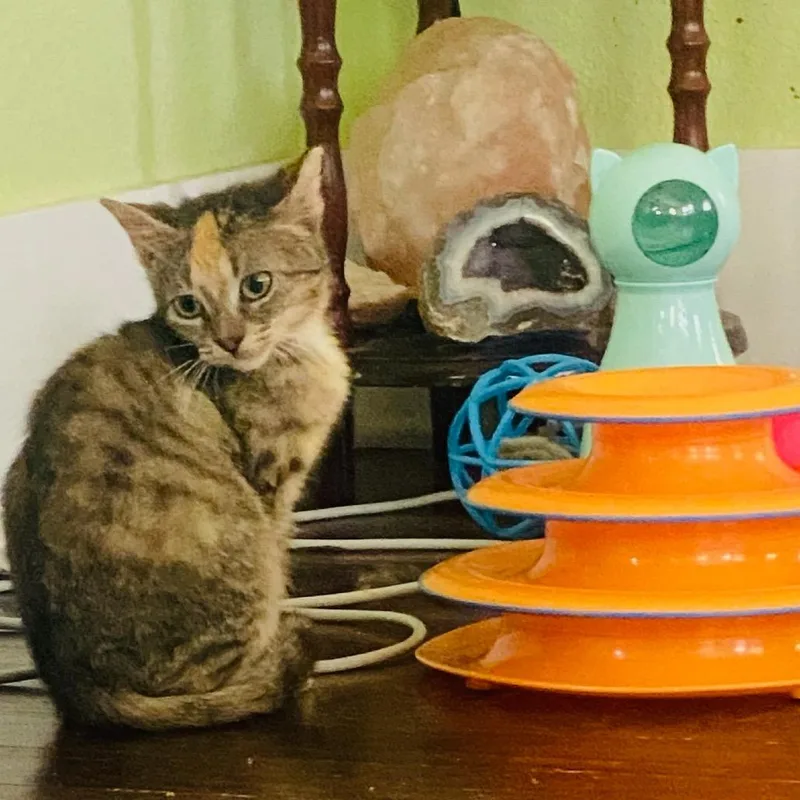 A young small-sized female Torbie Domestic Short Hair cat named Cookie for adoption in Waco, TX