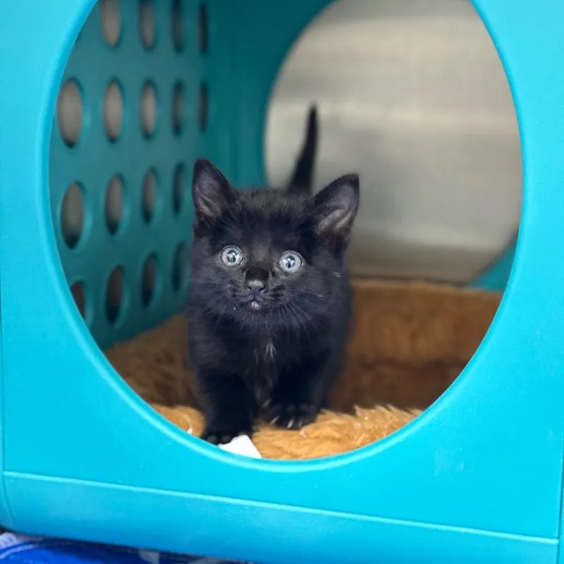 A baby small-sized female Black Domestic Short Hair cat named Jwoww for adoption in Spring Hill, KS
