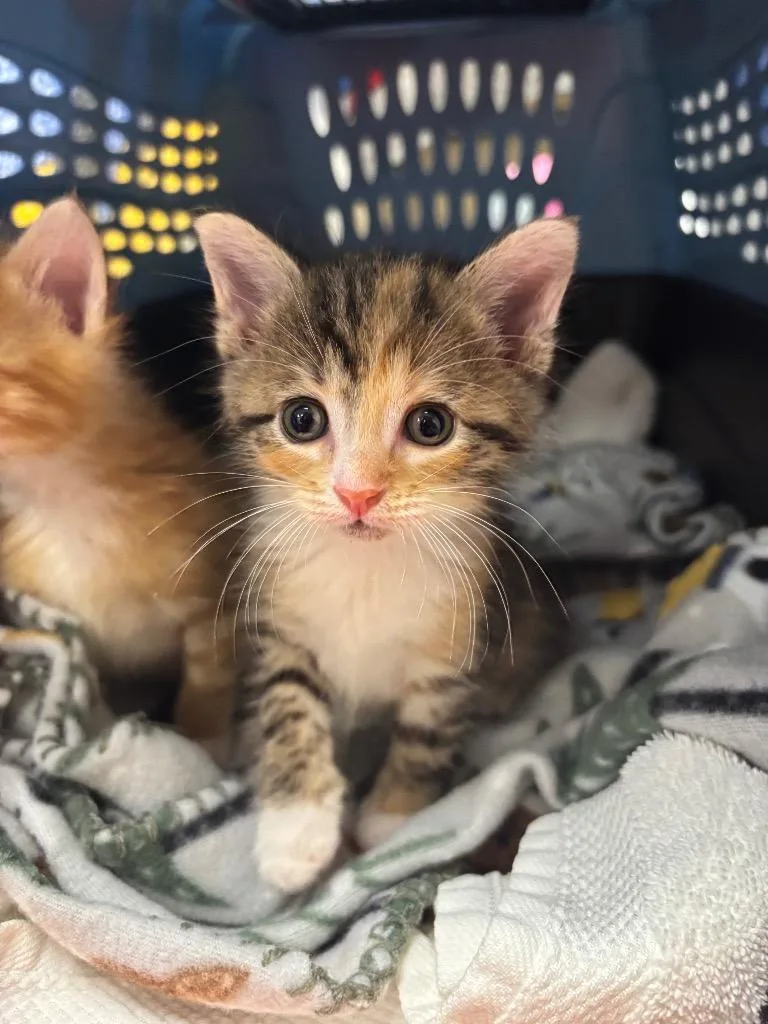 A baby small-sized female Calico cat named Volcano Roll for adoption in Liverpool, NY