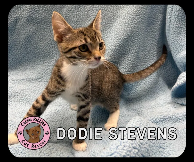 A baby small-sized female Domestic Short Hair cat named Dodie Stevens for adoption in Hershey, PA