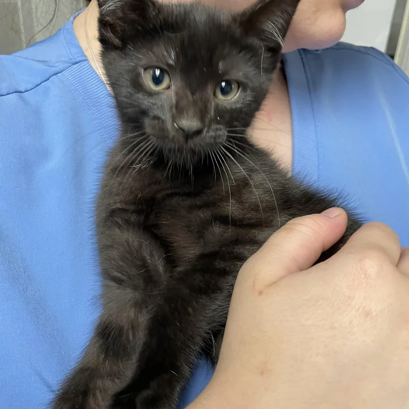 A baby medium-sized male Black American Shorthair cat named Parsley for adoption in North Kingstown, RI