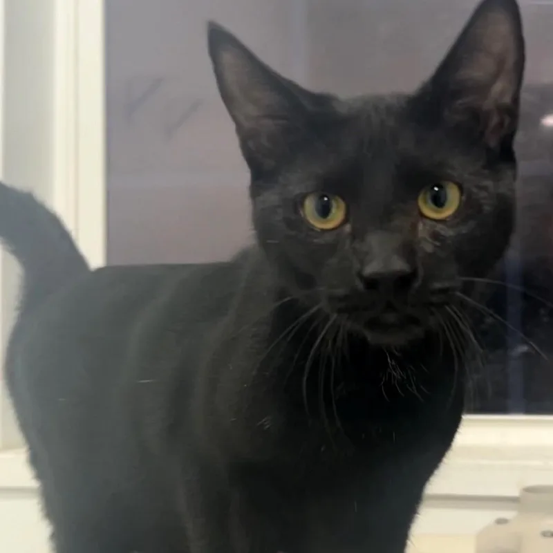 A young medium-sized male Black Domestic Short Hair cat named Sirius for adoption in Manheim, PA