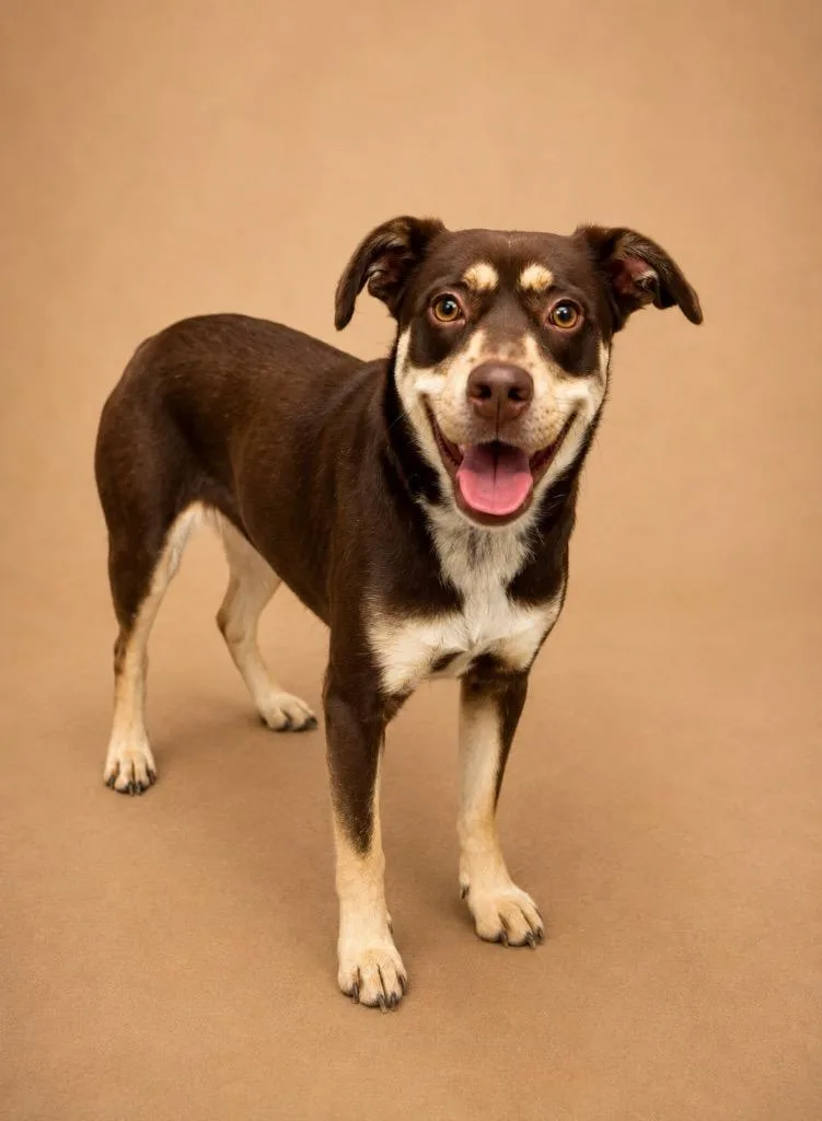 A young medium-sized female Mixed Breed dog named Tessa for adoption in Tifton, GA