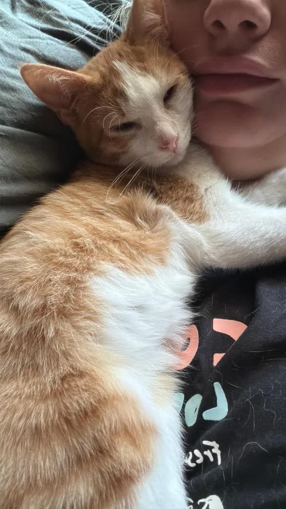 A baby medium-sized male Domestic Short Hair cat named Harry Potato for adoption in Miami, OK