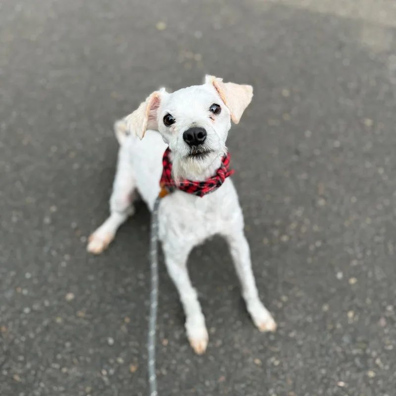 An adult small-sized male White / Cream Miniature Poodle dog named Thistle for adoption in Newberg, OR