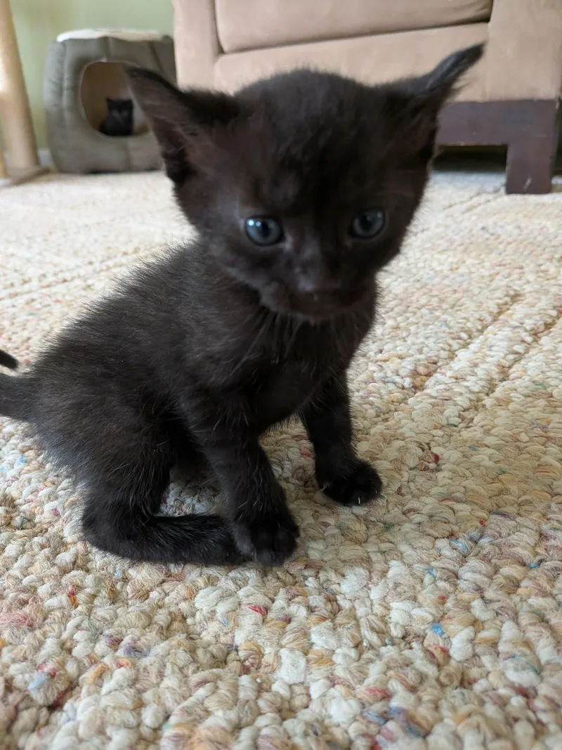 A baby medium-sized female Black American Shorthair cat named Eclipse for adoption in Wadsworth, IL