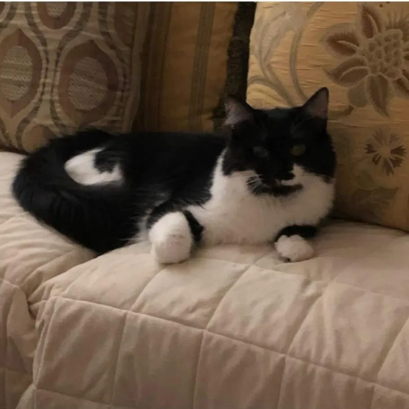 An adult small-sized female Black Domestic Long Hair cat named Cuddles for adoption in Frederick, MD