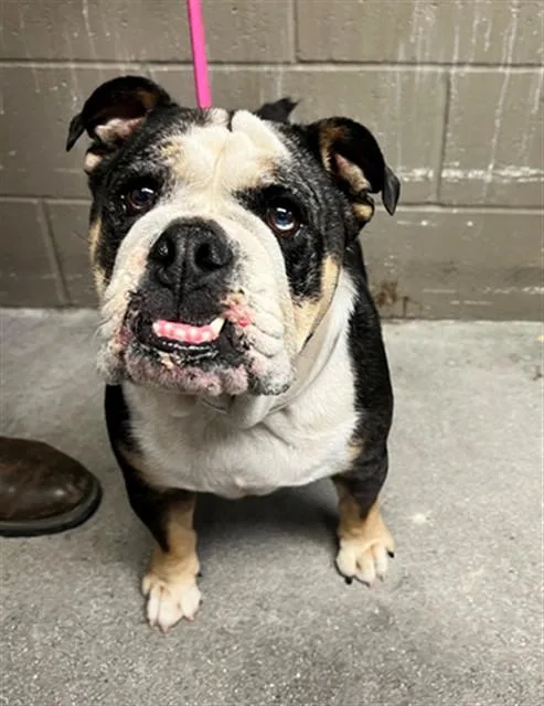 An adult medium-sized female English Bulldog dog named Luna for adoption in Downey, CA