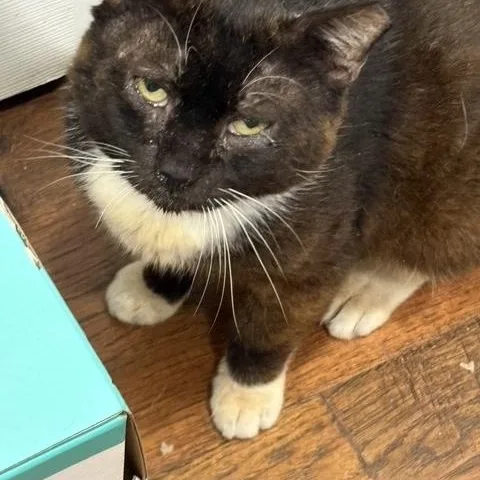 An adult medium-sized male Brown / Chocolate Domestic Short Hair cat named Bob for adoption in Beaufort, SC