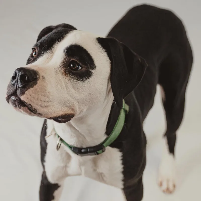 Hercules thumbnail 4