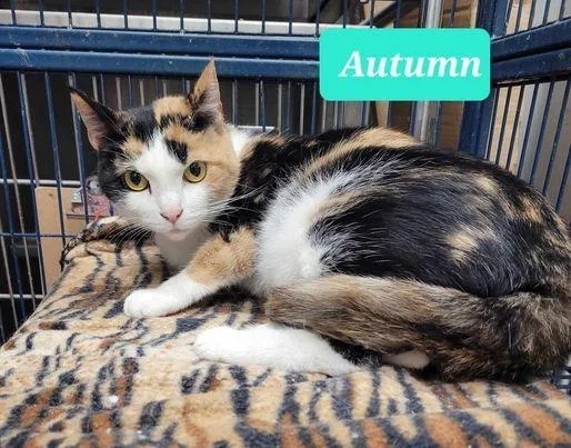 An adult medium-sized female Domestic Short Hair cat named Autumnsponsored for adoption in Richmond, IN