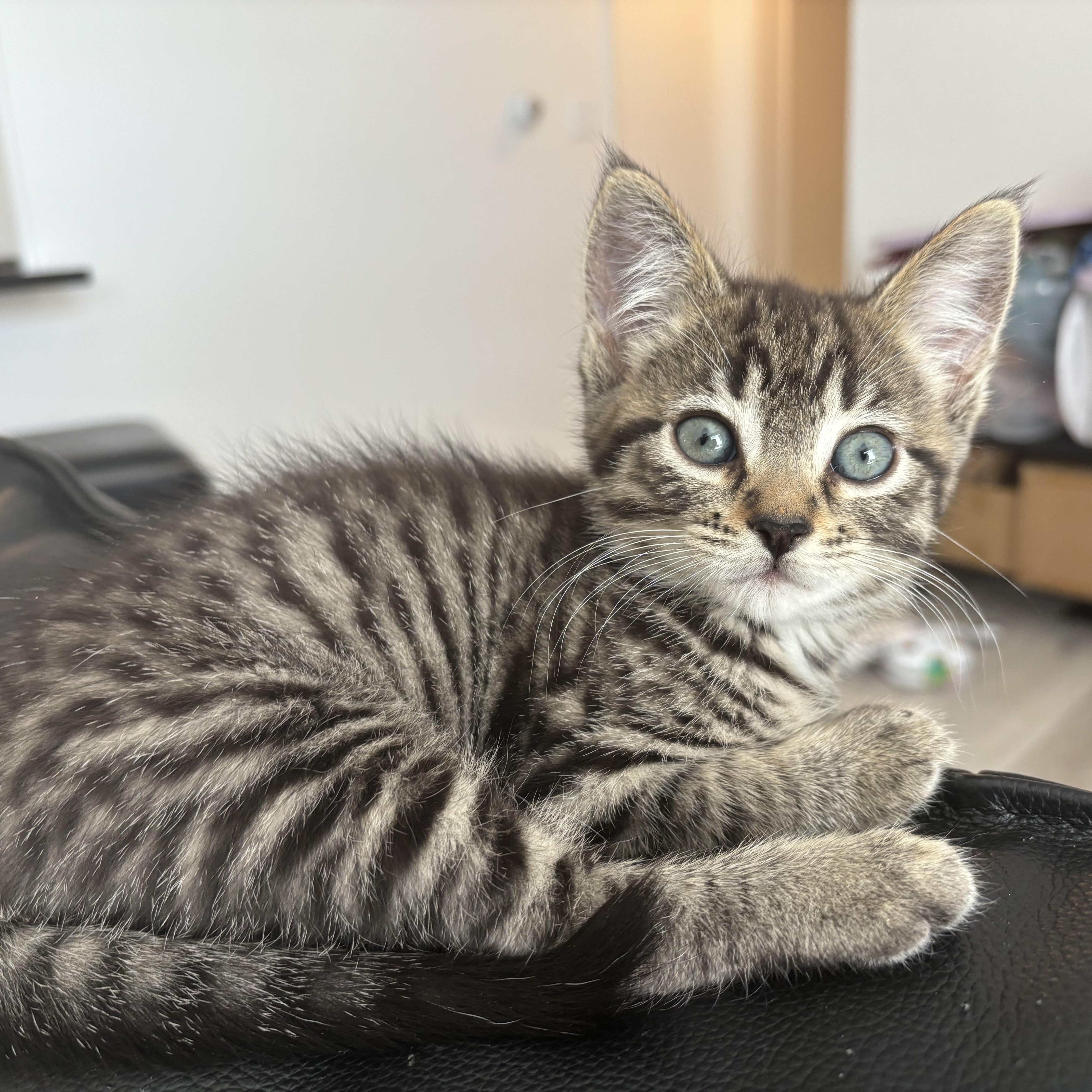 A baby small-sized female Tabby (Brown / Chocolate) Domestic Short Hair cat named Lyric for adoption in Renton , WA