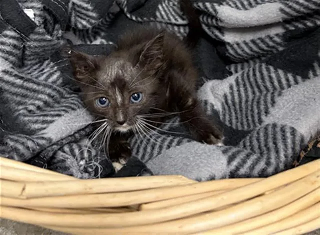 A baby small-sized male Domestic Short Hair cat named Gollum for adoption in Rosenberg, TX