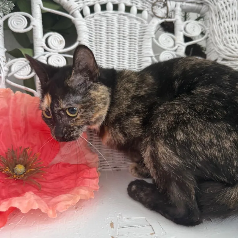 A young medium-sized female Tortoiseshell Domestic Short Hair cat named Secret Keeper for adoption in Eaton Rapids, MI