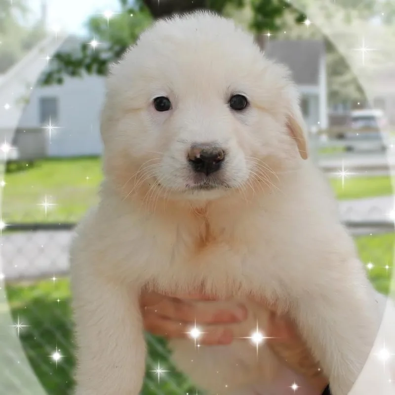 A baby large-sized female White / Cream Great Pyrenees dog named Marsha for adoption in Amelia, OH