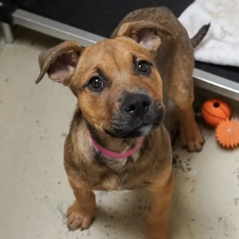 A baby small-sized female Shepherd dog named Priscilla for adoption in Parker, CO