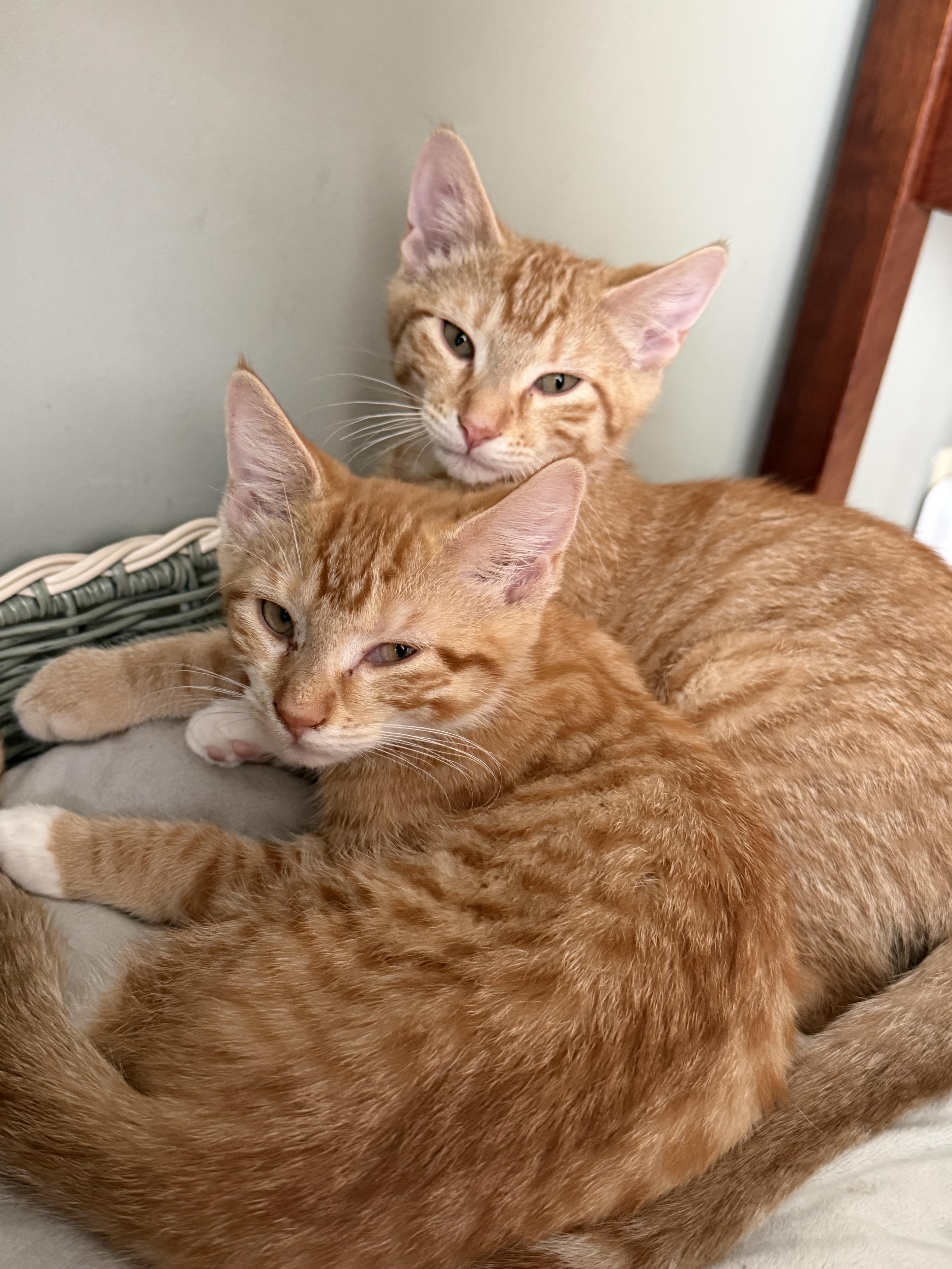 A baby medium-sized female Tabby (Orange / Red) Domestic Short Hair cat named Bubbles for adoption in Cranford, NJ
