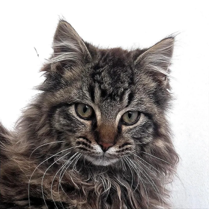 A young medium-sized male Brown / Chocolate Domestic Long Hair cat named Rudy for adoption in St. Louis, MO