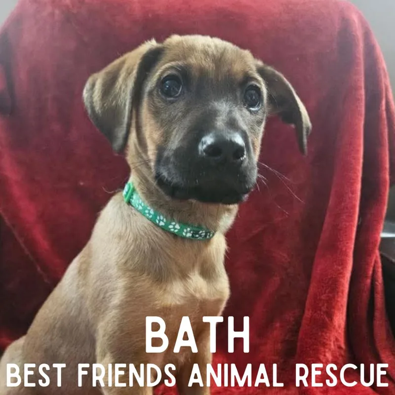 A baby medium-sized male Brown / Chocolate Mixed Breed dog named Bath for adoption in Wasilla, AK