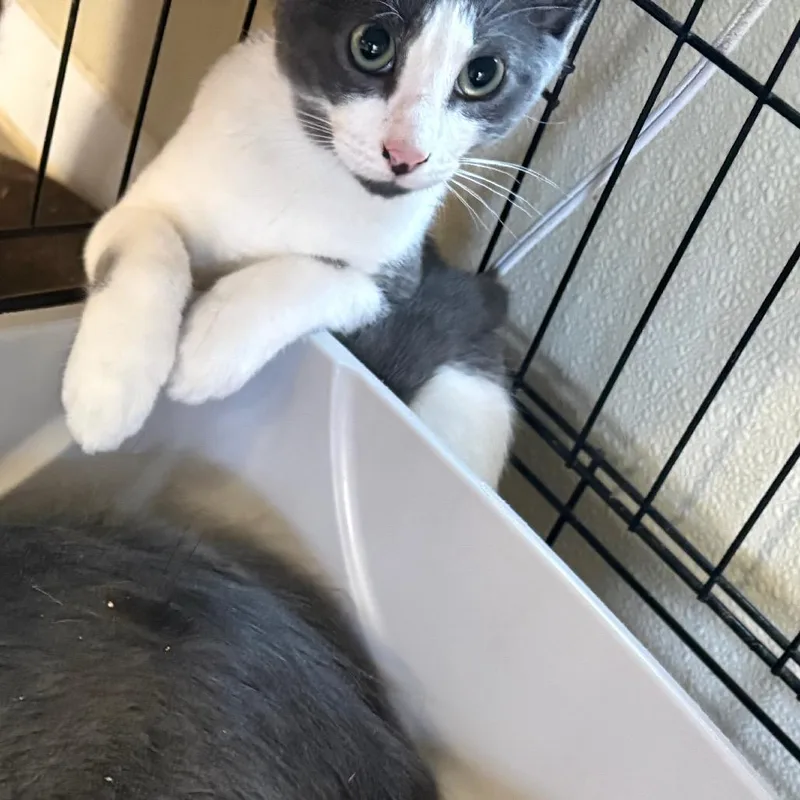 A baby small-sized male Gray / Blue / Silver Domestic Short Hair cat named Diddy for adoption in Pennsville, NJ