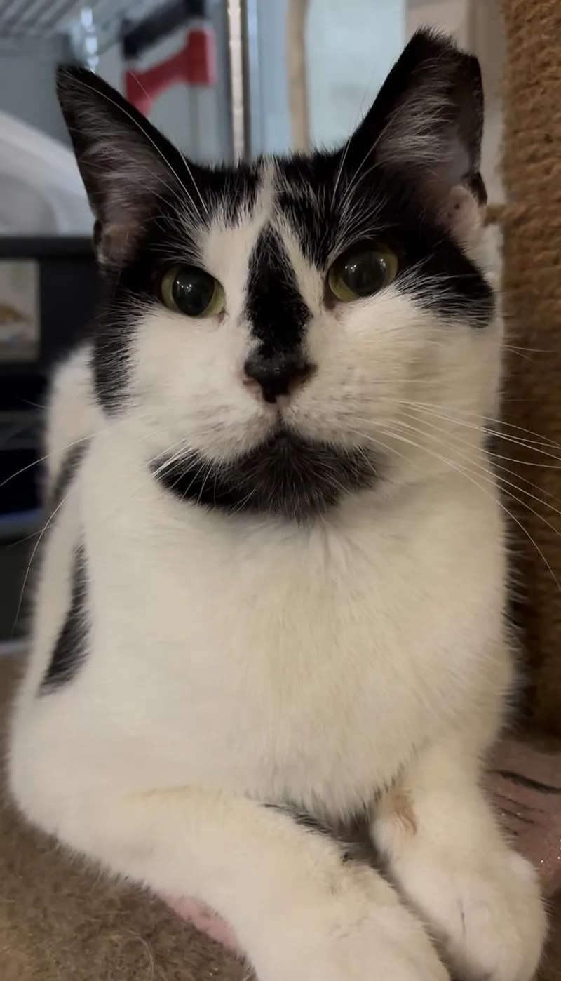 River Ruby thumbnail 2