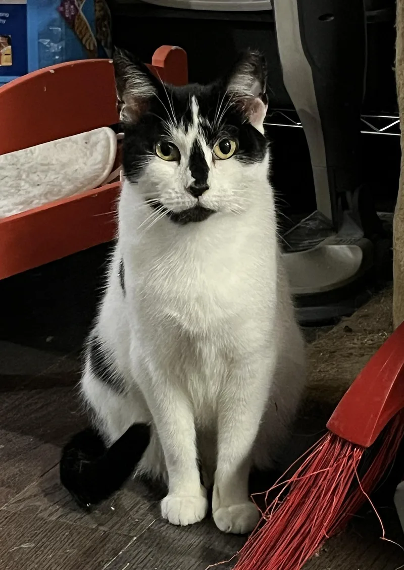 River Ruby thumbnail 3