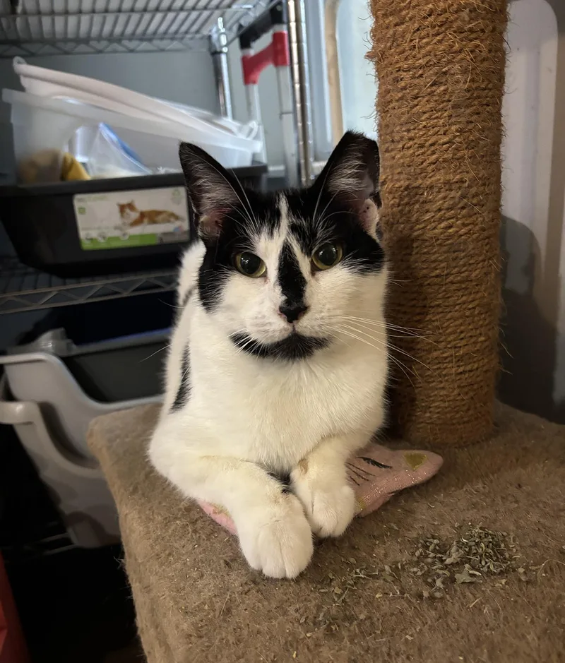 River Ruby thumbnail 4