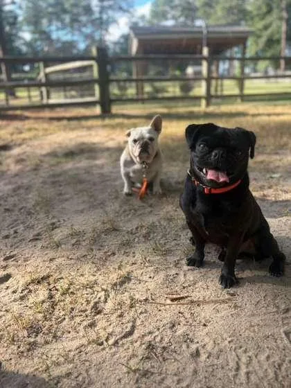 An adult medium-sized male Pug dog named Cooper for adoption in Southern Pines, NC