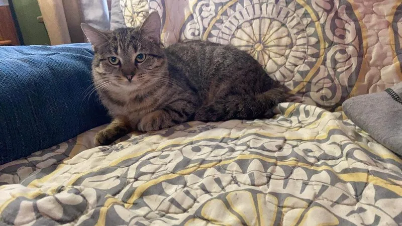 A senior medium-sized female Brown / Chocolate Domestic Medium Hair cat named Shadow for adoption in Lorain, OH