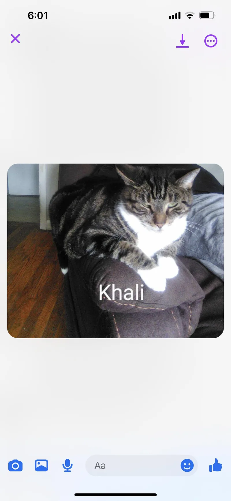 A young medium-sized female Tabby (Brown / Chocolate) American Shorthair cat named Khali Is Sweet People for adoption in West Chester, PA