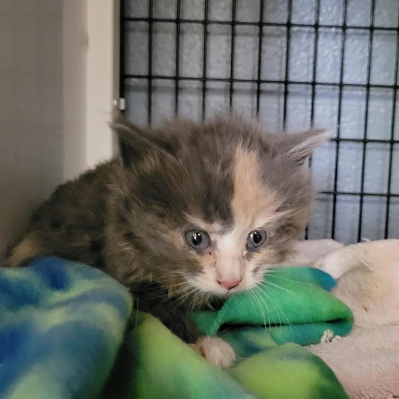 A baby small-sized female Calico Domestic Medium Hair cat named Snap! for adoption in Ruckersville, VA