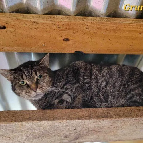 A senior medium-sized female Tabby (Brown / Chocolate) Domestic Short Hair cat named Grumpy for adoption in Tipp City, OH