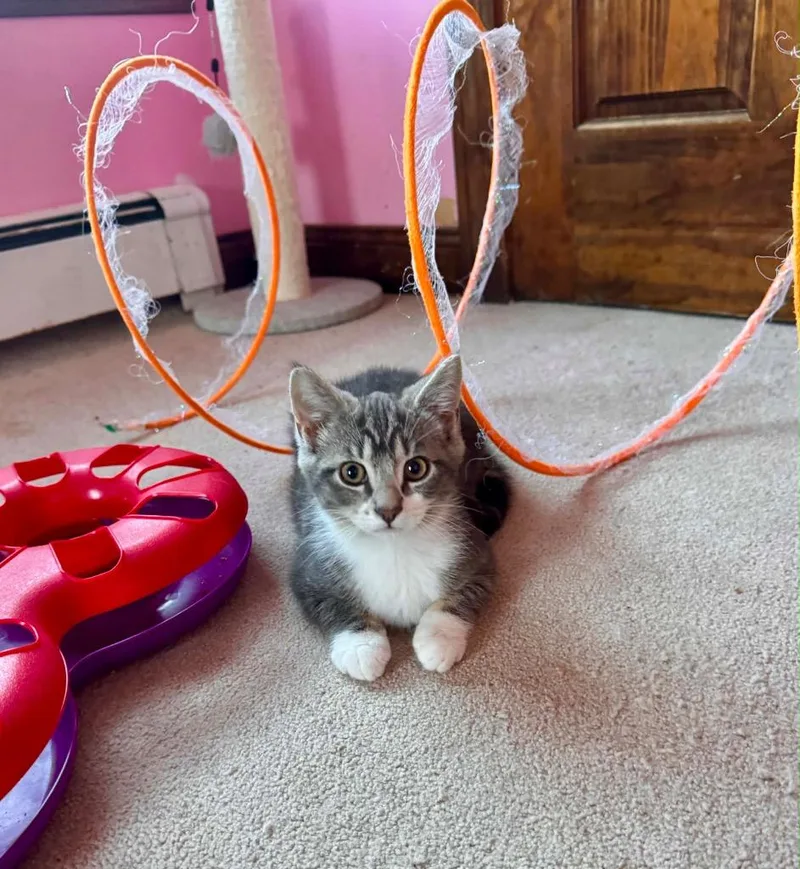 A baby small-sized male Domestic Short Hair cat named Crumble for adoption in Gorham, ME
