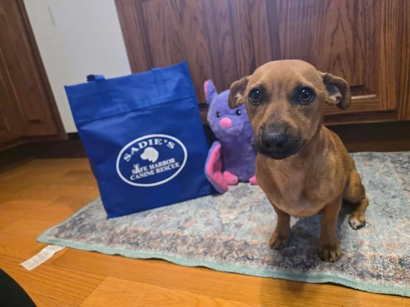 An adult small-sized female Chihuahua dog named Penny for adoption in Springville, NY