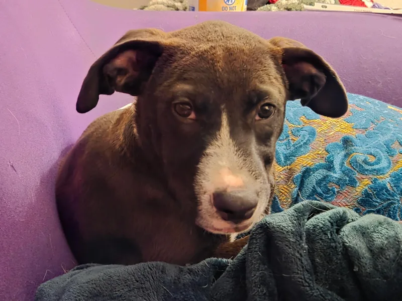 A baby medium-sized male Mixed Breed dog named Reggie for adoption in Monona, WI