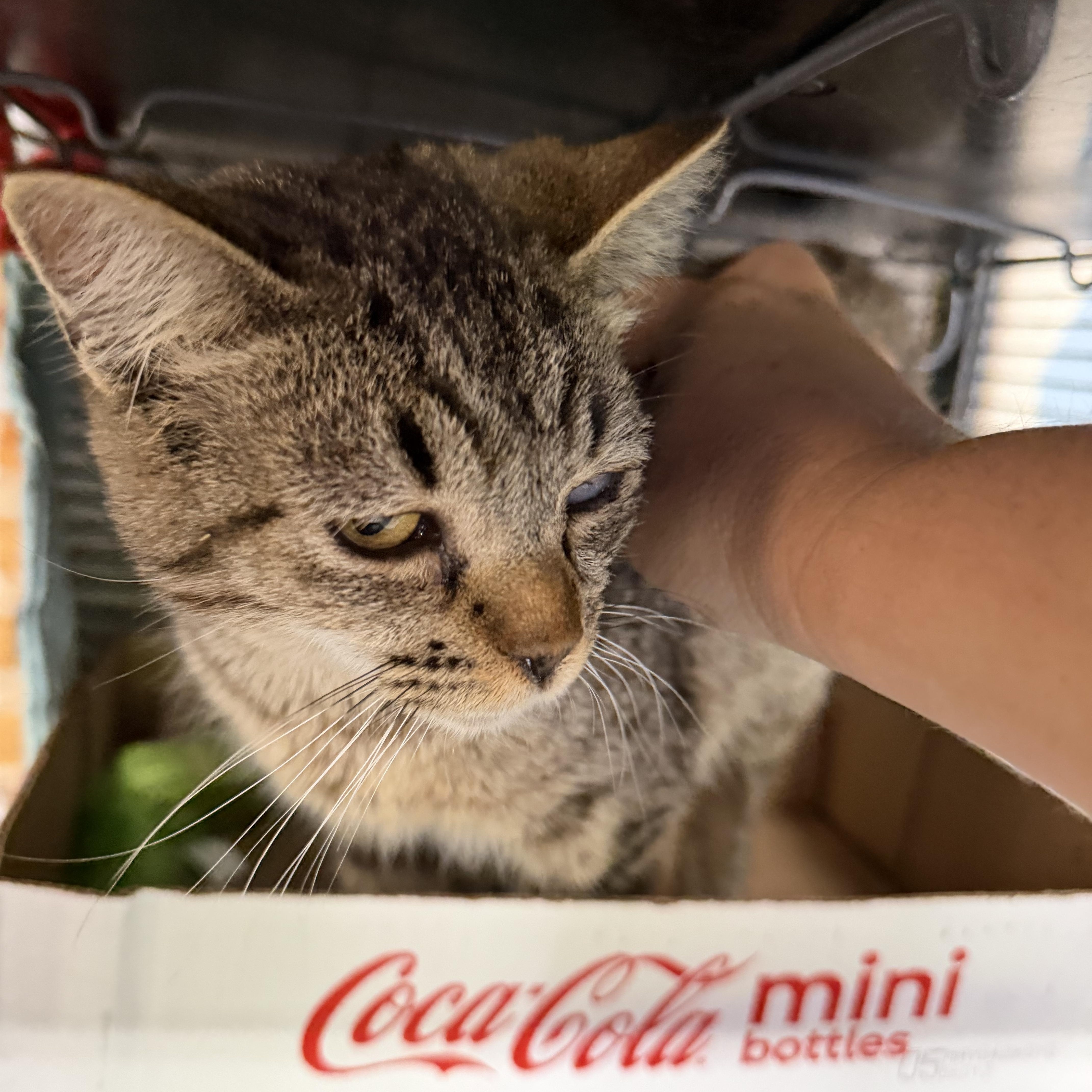 A young medium-sized female Domestic Short Hair cat named Wink for adoption in Albemarle, NC