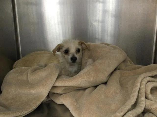 A young small-sized female Terrier dog named Chloe for adoption in Thousand Palms, CA