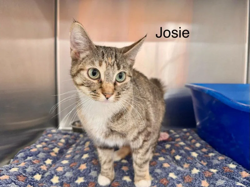 An adult small-sized female Domestic Short Hair cat named Josie for adoption in Saint George, UT