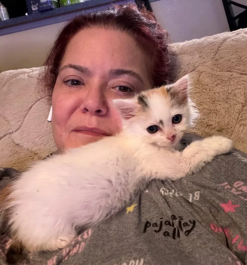 A baby small-sized female Domestic Long Hair cat named Hope for adoption in Lewisville, TX