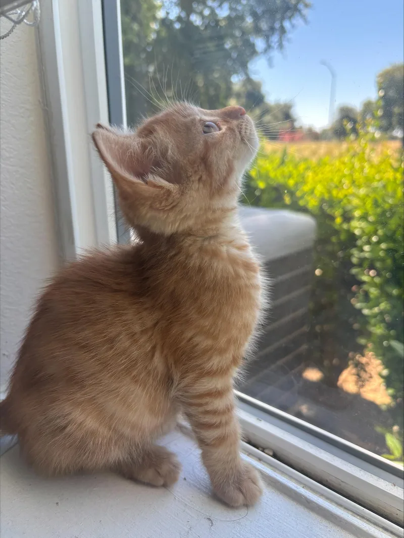 A baby medium-sized male Orange / Red Domestic Short Hair cat named Tapatio for adoption in Davis, CA