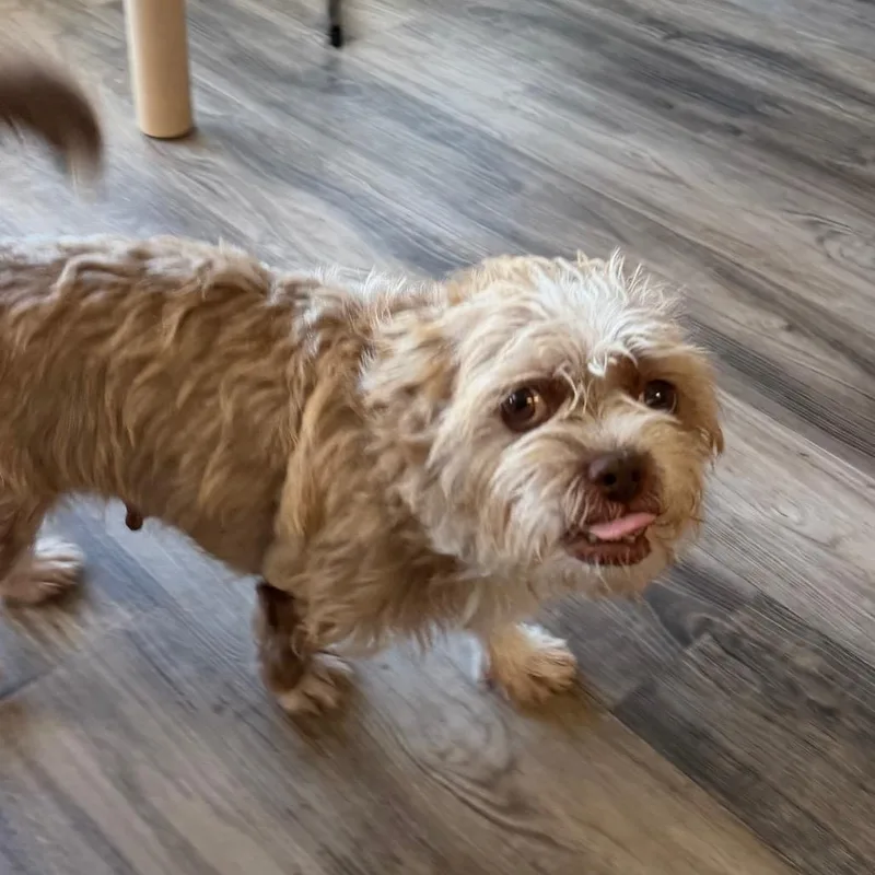 An adult small-sized female Yellow / Tan / Blond / Fawn Terrier dog named Roly Poly for adoption in Las Vegas, NV