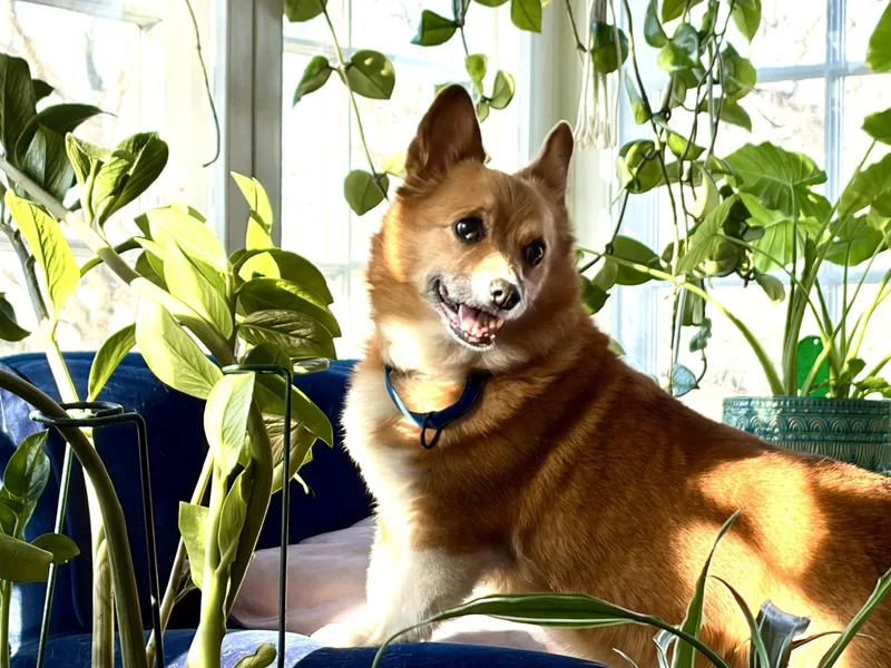 A senior small-sized female Red / Chestnut / Orange Pembroke Welsh Corgi dog named Rubyi for adoption in Anoka, MN