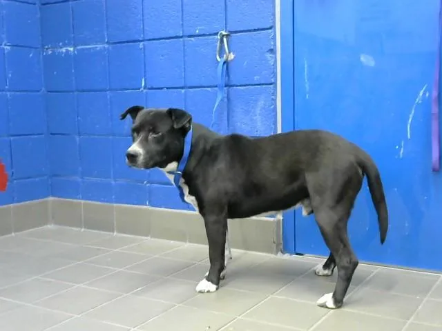 An adult medium-sized male Pit Bull Terrier dog named Luner for adoption in Albuquerque, NM