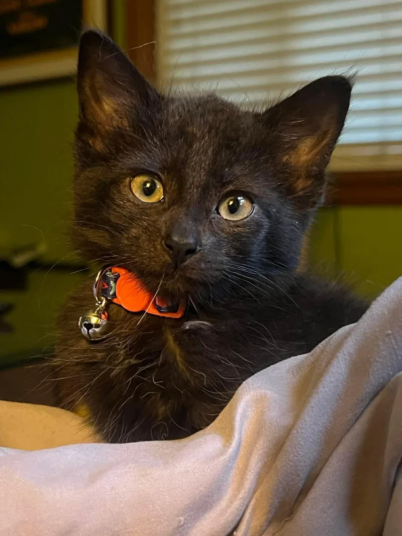 A baby small-sized male Black Domestic Short Hair cat named Sergeant Pepper for adoption in Milwaukee, WI