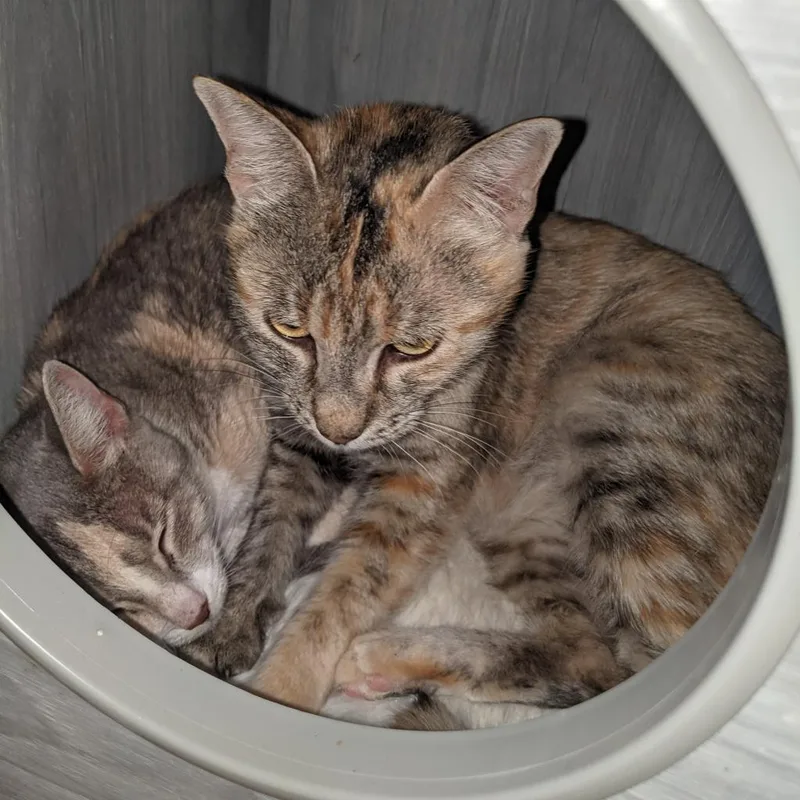 An adult medium-sized female Gray / Blue / Silver Domestic Short Hair cat named Cheese Ball for adoption in Austin, TX