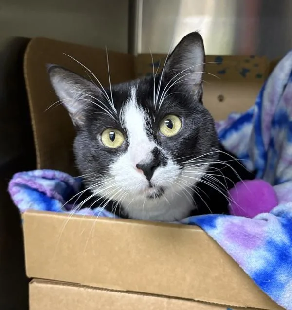 A young small-sized male Domestic Short Hair cat named Midnight for adoption in Sioux City, IA