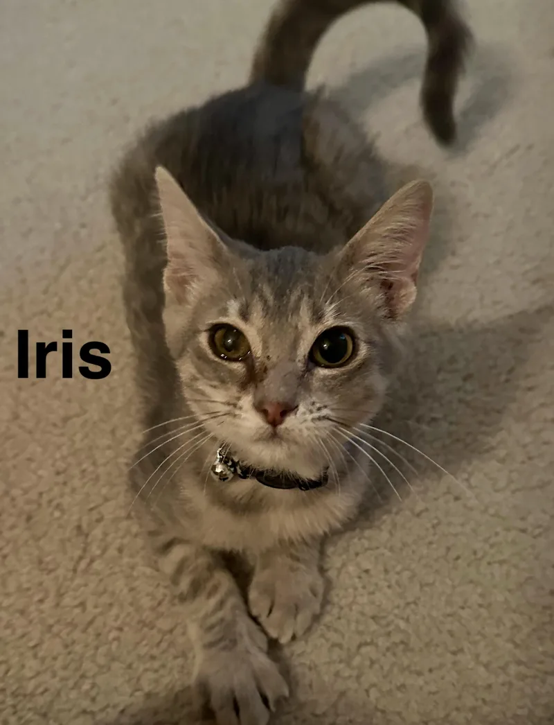 A baby medium-sized female Tabby (Gray / Blue / Silver) Domestic Short Hair cat named Iris for adoption in Owasso, OK