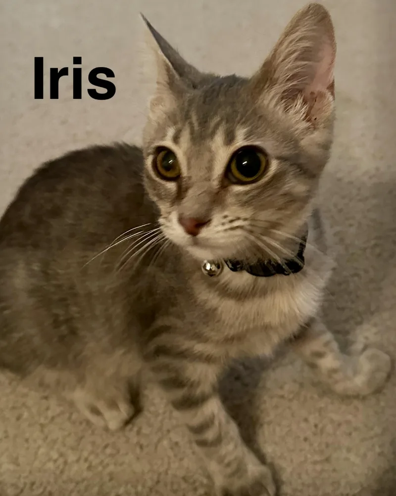 Iris thumbnail 2