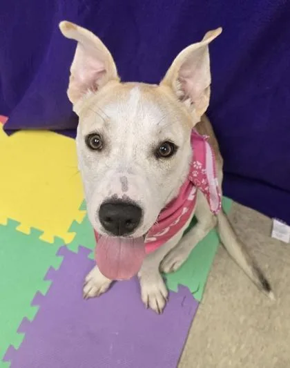 A young medium-sized female Apricot / Beige Mixed Breed dog named Pepper for adoption in Hamilton, OH